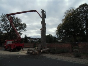 Langstadt_Baum