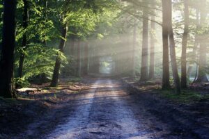 the road, beams, path